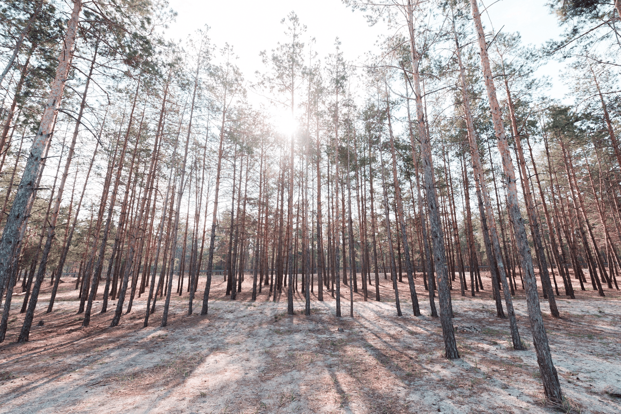 Forest Haven